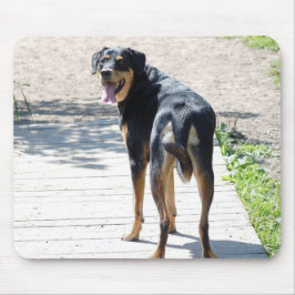 Rottweiler och tysk herdekor musmatta