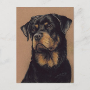 Rottweiler Original Art Postcard Vykort