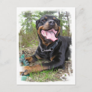 Rottweiler Photo Postcard Vykort