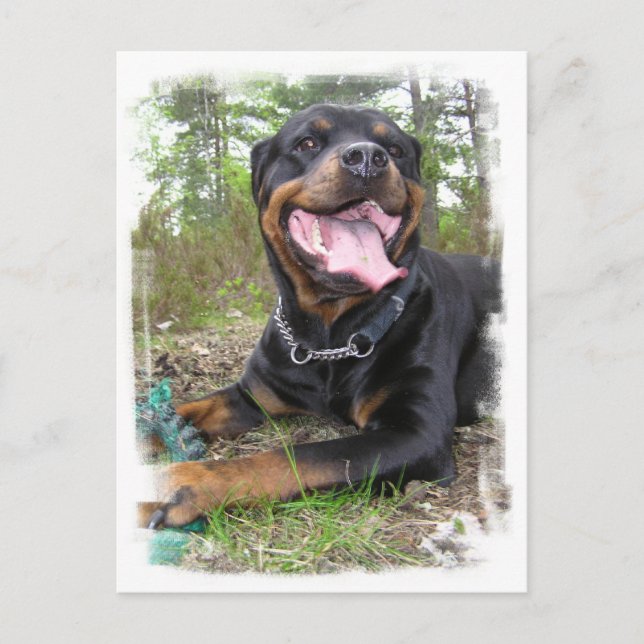 Rottweiler Photo Postcard Vykort (Framsida)