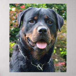 Rottweiler porträtt poster