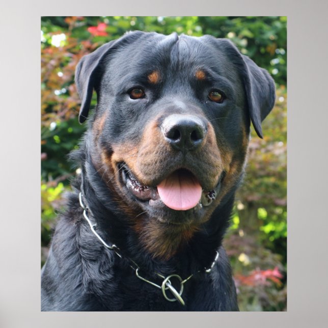 Rottweiler porträtt poster (Framsidan)