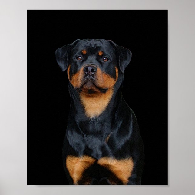 Rottweiler Poster (Framsidan)