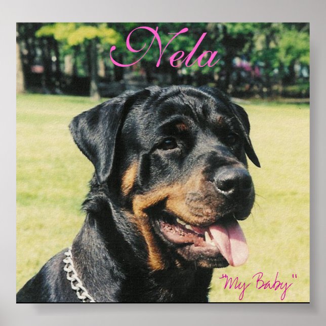 Rottweiler Poster (Framsidan)