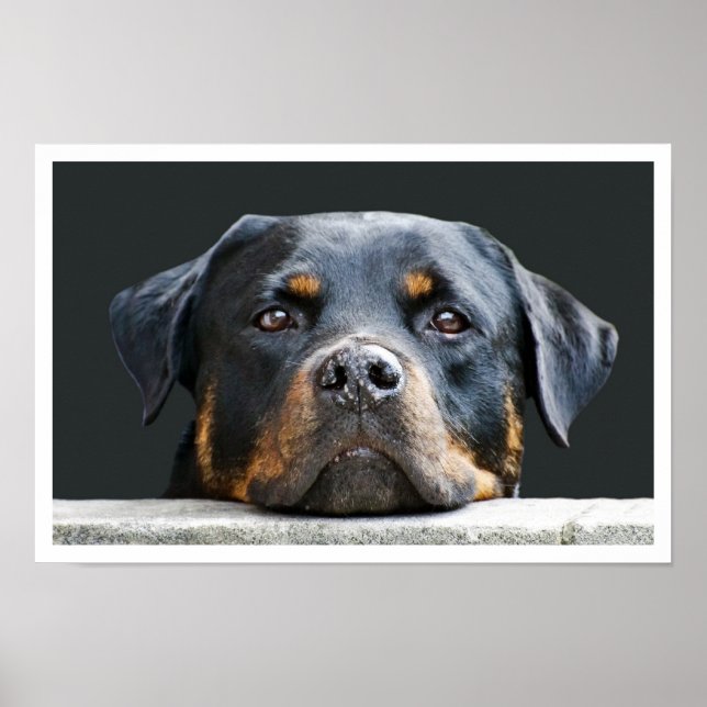 Rottweiler Poster (Framsidan)