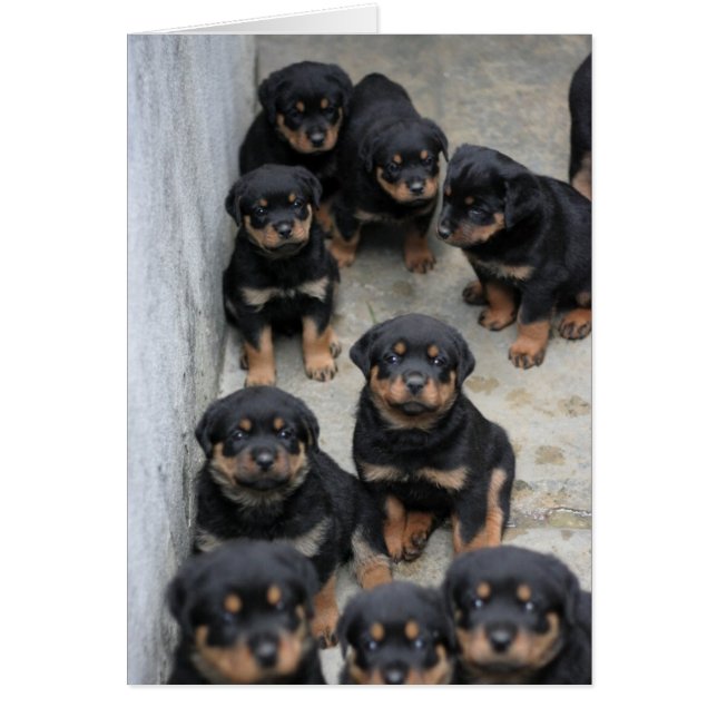 Rottweiler Puppies Hälsningskort (Framsidan)