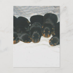 Rottweiler Puppies Vykort