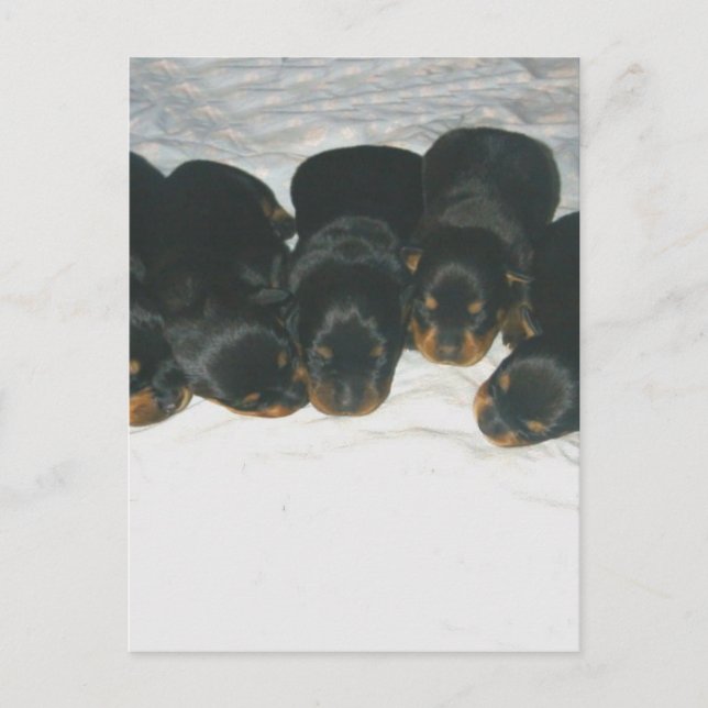 Rottweiler Puppies Vykort (Framsida)