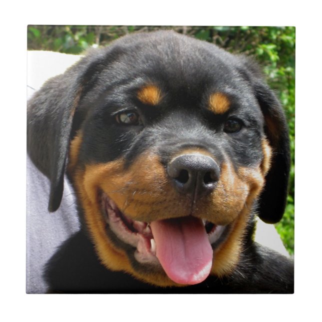 Rottweiler puppy ansikte Hund Cute Kakelplatta (Framsidan)