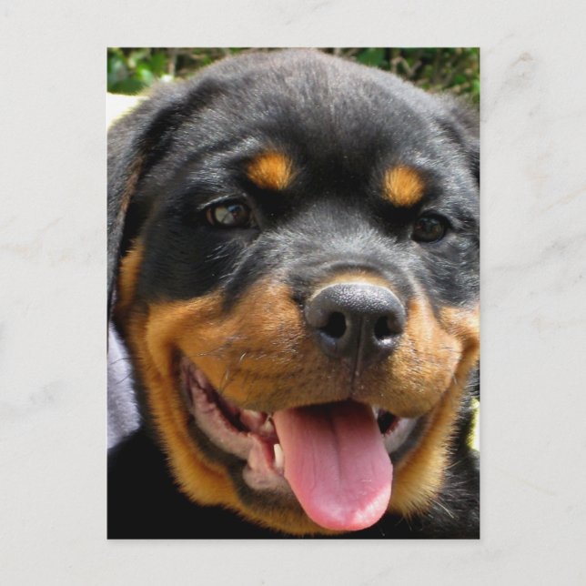 Rottweiler puppy ansikte Hund Cute Vykort (Framsida)