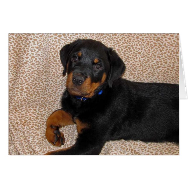Rottweiler Puppy Blank Greeting Card Hälsningskort (Framsidan Horizontal)