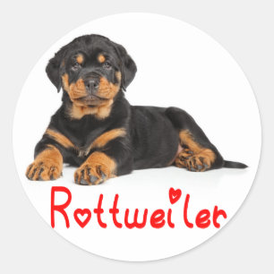 Rottweiler Puppy Brown & Black Hund Red Kärlek Runt Klistermärke