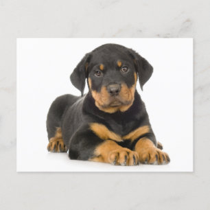 Rottweiler Puppy Hund Blank vykort