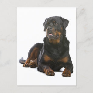 Rottweiler Puppy Hund Blank vykort