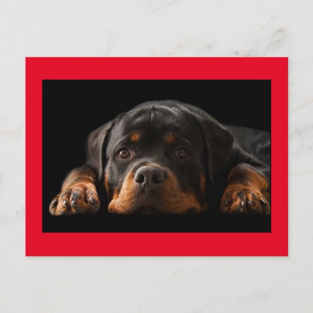 Rottweiler Puppy Hund Hälsning vykort - tomt (Framsida)