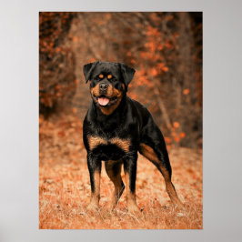 Rottweiler Puppy Hund Poster