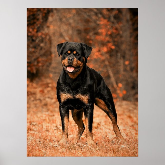 Rottweiler Puppy Hund Poster (Framsidan)