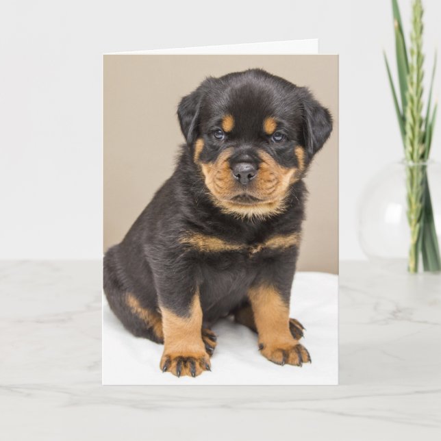 Rottweiler puppy porträtt kort (Framsida)