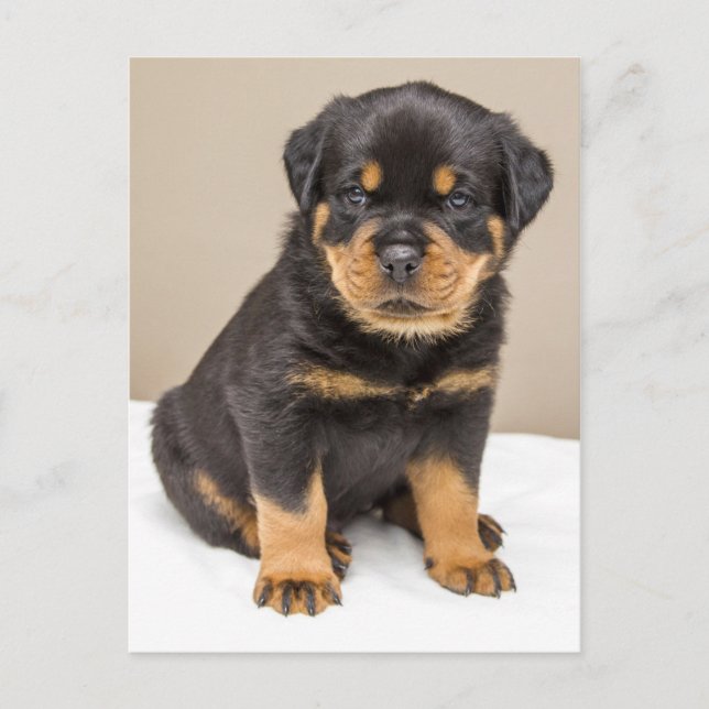 Rottweiler puppy porträtt vykort (Framsida)