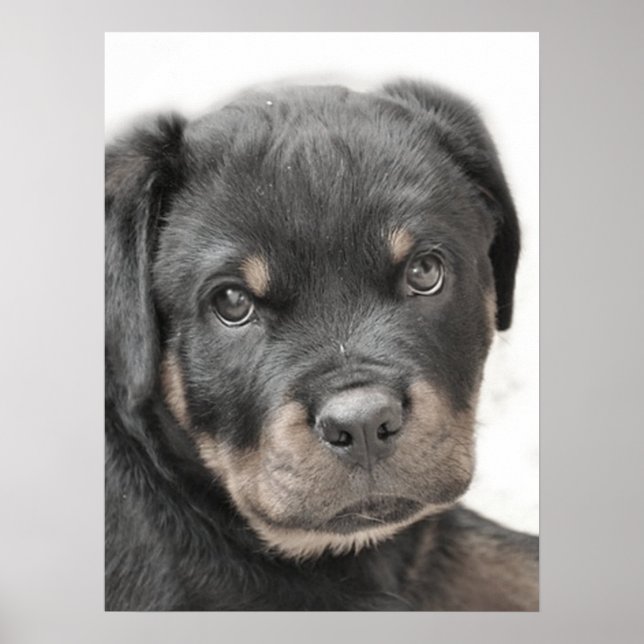 Rottweiler puppy Poster (Framsidan)