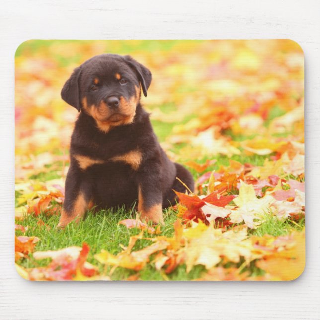 Rottweiler Puppy Sitta i Höst löv Musmatta (Framsidan)