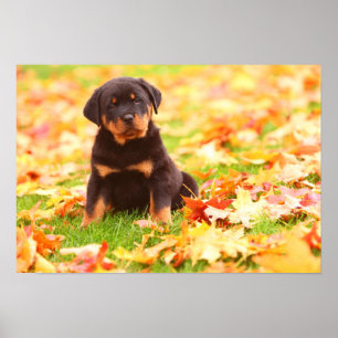 Rottweiler Puppy Sitta i Höst löv Poster