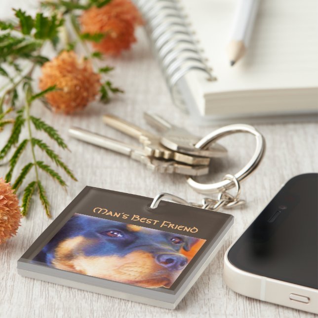 Rottweiler redigerbar porträtt vacker djur hund (Högra Framsidan)