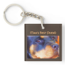 Rottweiler redigerbar porträtt vacker djur hund