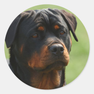 Rottweiler Runt Klistermärke