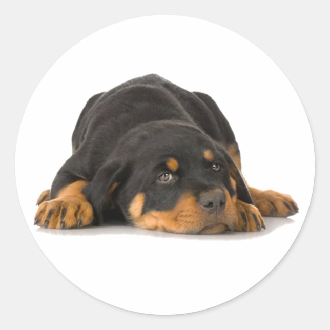 Rottweiler Runt Klistermärke (Framsida)