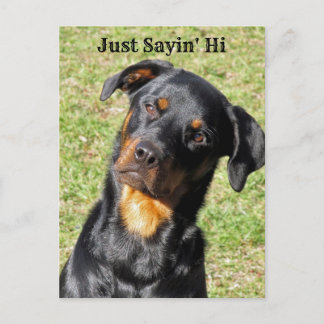 Rottweiler Sayin's Hi Postcard Vykort