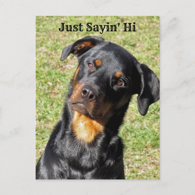 Rottweiler Sayin's Hi Postcard Vykort (Framsida)