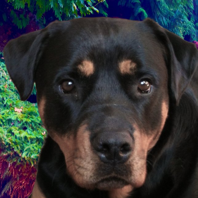 Rottweiler, Självsäker Vaktare T Shirt (Skapare uppladdad)
