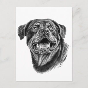 Rottweiler Sketch Vykort