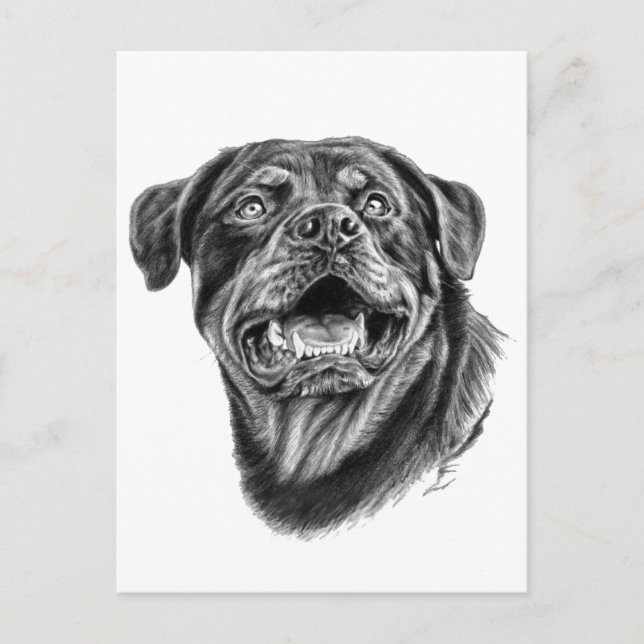 Rottweiler Sketch Vykort (Framsida)