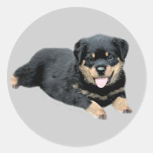 Rottweiler Sticker Runt Klistermärke