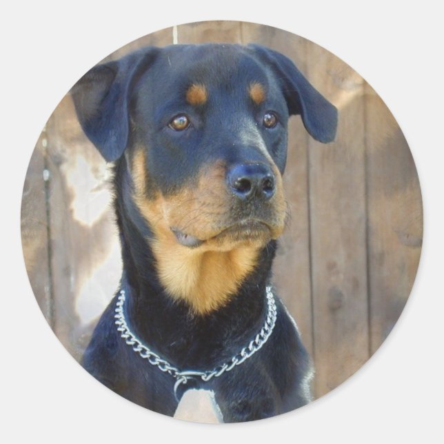 Rottweiler Stickers Runt Klistermärke (Framsida)