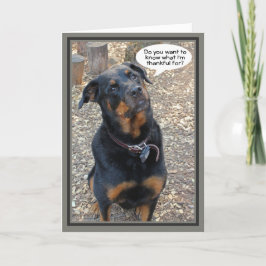 Rottweiler - tack för ditt Thanksgiving-kort Helgkort