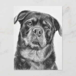 Rottweiler teckning vykort