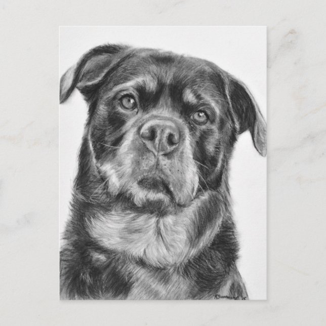 Rottweiler teckning vykort (Framsida)