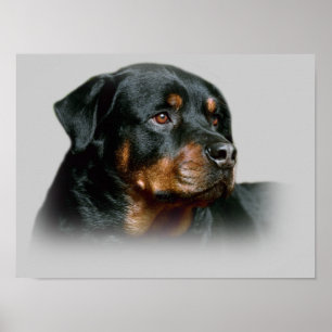 Rottweiler tryck