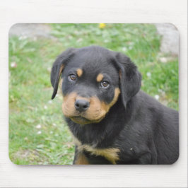 Rottweiler valp musmatta