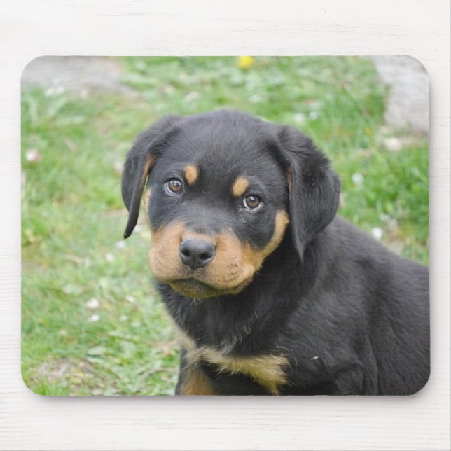 Rottweiler valp musmatta (Framsidan)