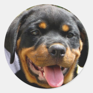 Rottweiler valp runt klistermärke