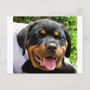 Rottweiler-valp Vykort