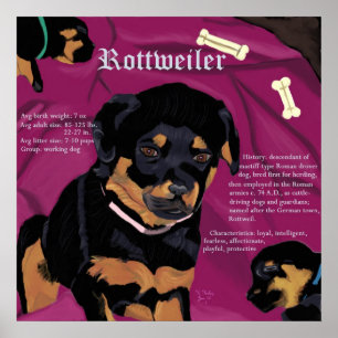 Rottweiler valpaffisch poster