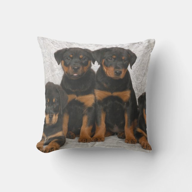 Rottweiler valpar kudde (Framsida)