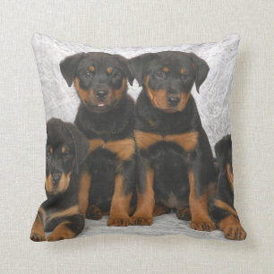 Rottweiler valpar kudde