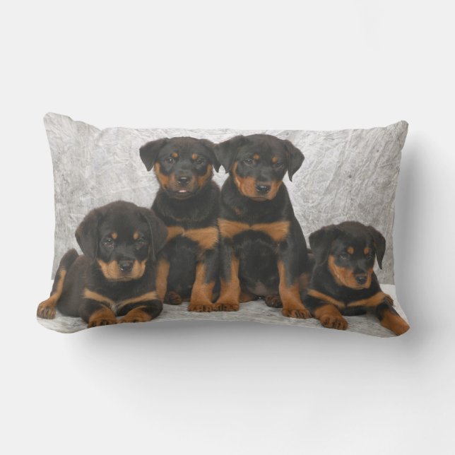 Rottweiler valpar lumbarkudde (Framsida)
