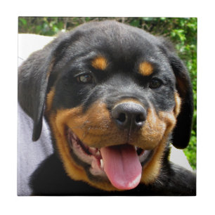 Rottweiler-valpen ansikte-Hund Cute Kakelplatta